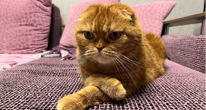 Почему нельзя спать с кошкой в одной кровати: печальные последствия для человека