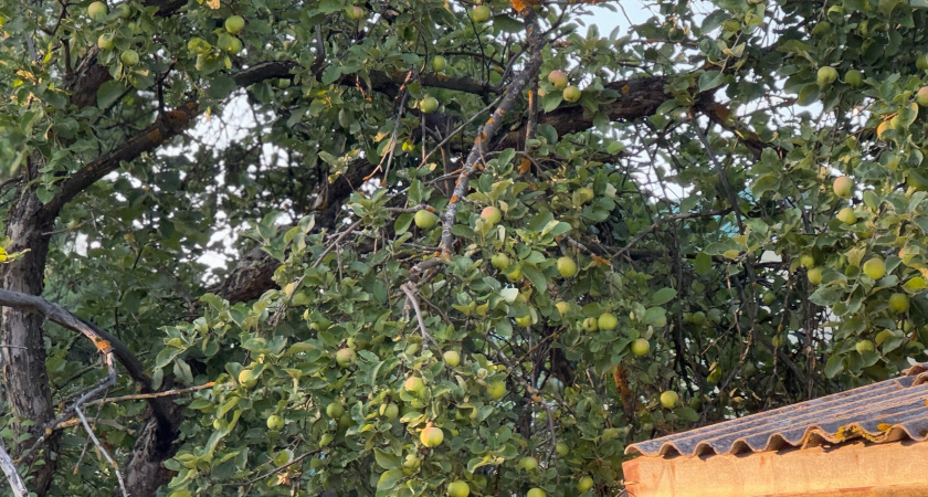 Сосед по даче спилил все ветки моего дерева, над своим участком. Имел он право или нет? Пол яблони срезал