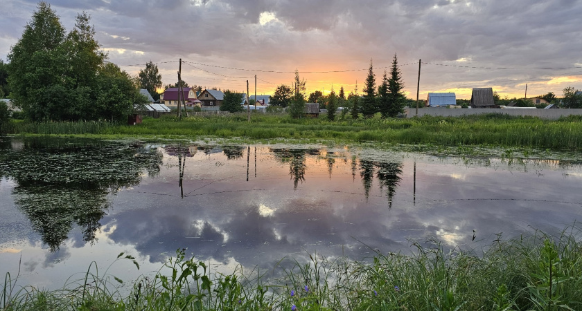 Никогда не сажайте в саду и возле дома эти 6 деревьев: опасно и глупо — запрещал еще Мичурин 