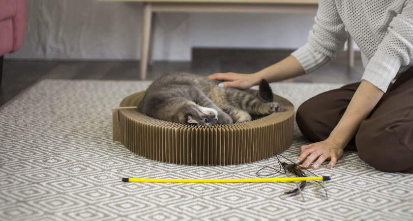 Почему с кошкой важно играть каждый день: даже взрослые питомцы в этом нуждаются — советы ветеринаров