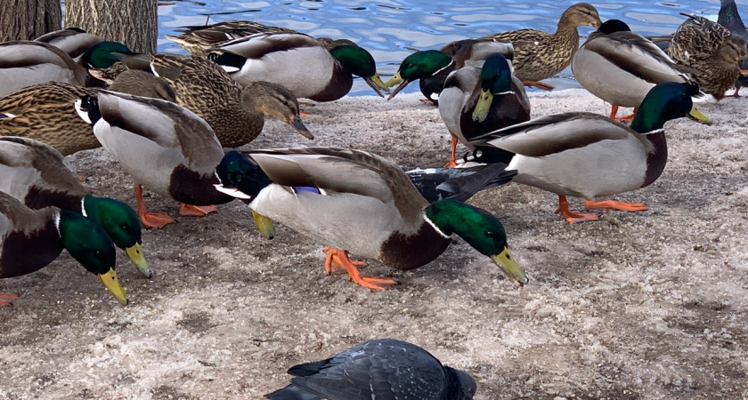 Фермера из Тамбовской области оштрафовали за неправильное содержание домашней птицы