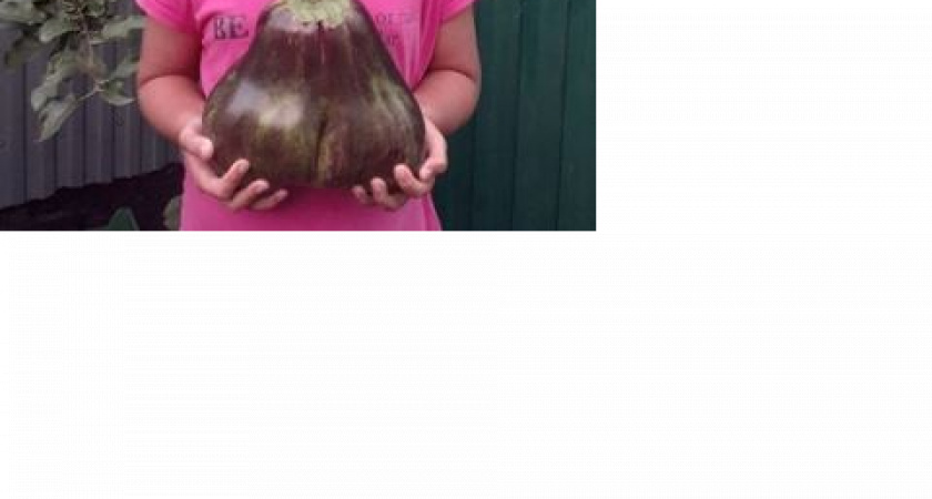 В Мучкапе вырос гигантский баклажан