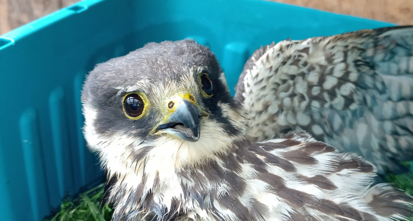 В Тамбовской области в руки волонтеров попал чеглок, пострадавший от браконьеров