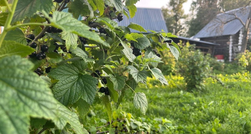 Этот "сорняк" под кустами смородины — не враг, а лучший друг. Почему его специально сажают в питомниках
