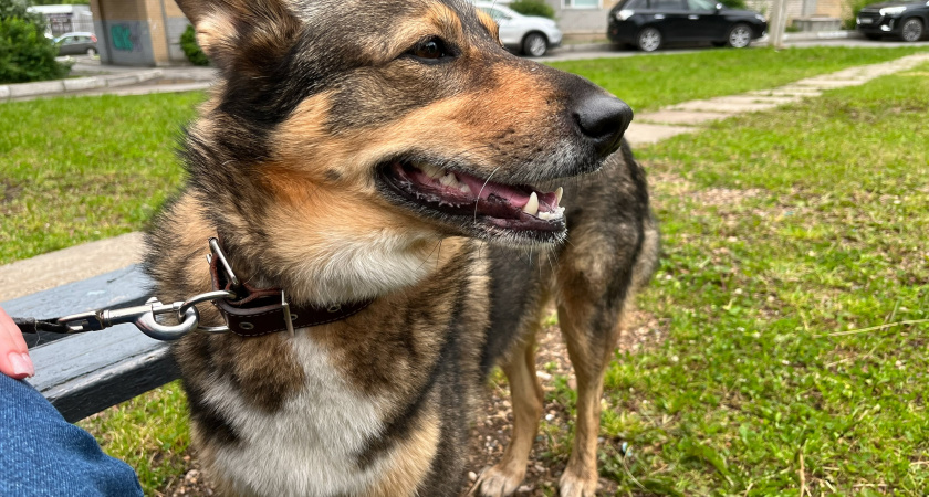 В Тамбове сотрудники отлова выстрелили в собаку на детской площадке и ударили подростка