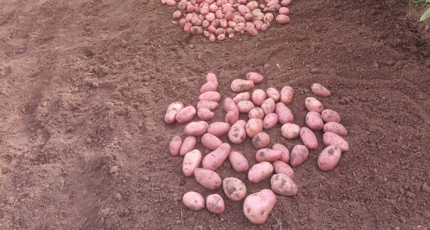"4 поколения в нашей деревне так делают": когда копать картошку в августе, чтобы не загубить урожай - в учебниках такого не пишут