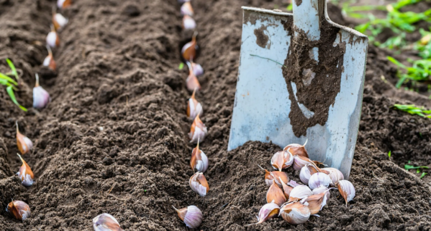 На такие грядки сажать озимый чеснок нельзя - урожая не будет: 4 ошибки, которые делают садоводы