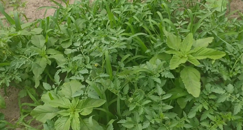 Закапываю в октябре томаты на самосев — по совету 78-летней соседки. 15 лет уже рассаду не покупаю