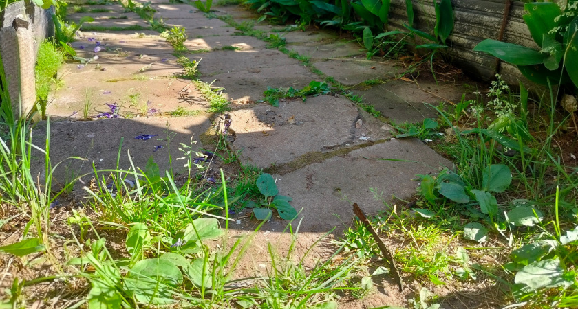 Всё придумано до нас: как избавиться от сорняков на участке способом Менделеева. Спину гнуть теперь не придётся