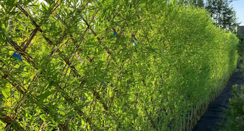 Забудьте про обычный забор: дачница вкопала в землю 3000 прутиков — результат лишает дара речи