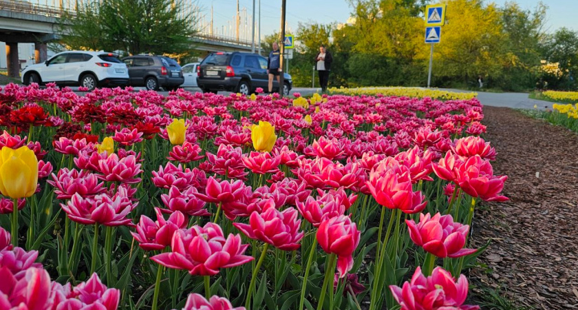 "Не выкапывайте луковицы тюльпанов!" — секрет голландских цветоводов, о котором у нас мало кто знает