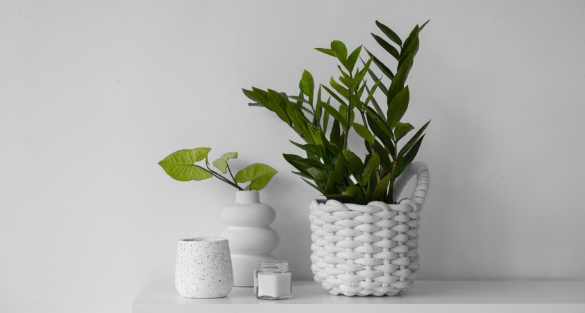 1 ст. ложка в воду – и даже хилый замиокулькас ринется в рост: станет бравым красавцем за пару дней