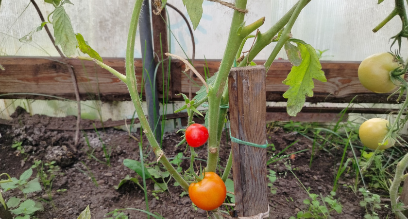 Выбрасываю 11 худших сортов томатов после августовских итогов. Пустоцветы и гниль - никакого урожая