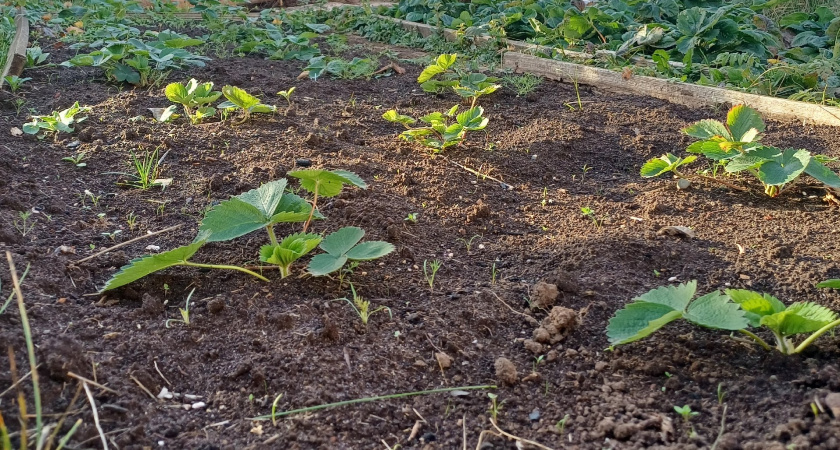 Посадка клубники осенью: 3 "лишние" добавки в лунку — и ягод не дождетесь. Кусты зачахнут, подмерзнут, не укоренятся — советы агронома