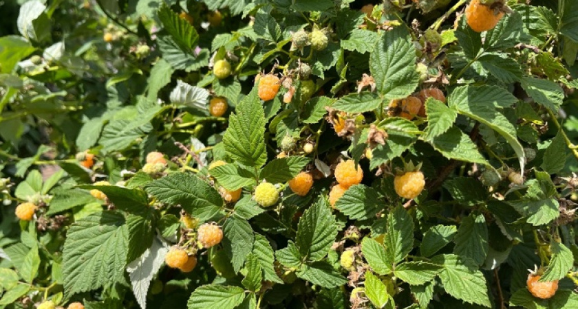 Обрезаем малину осенью правильно: секрет двойного урожая в следующем сезоне