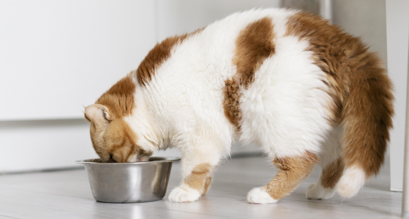 Эти ошибки владельца сокращают жизнь кошки на годы — но об этом молчат даже ветеринары