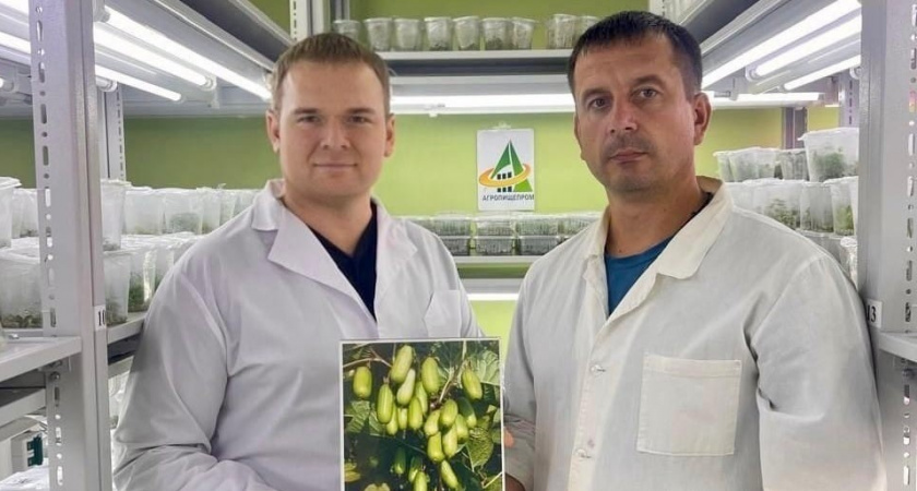 К юбилею Мичурина в наукограде создали новый сорт актинидии «Мичуринская Юбилейная»