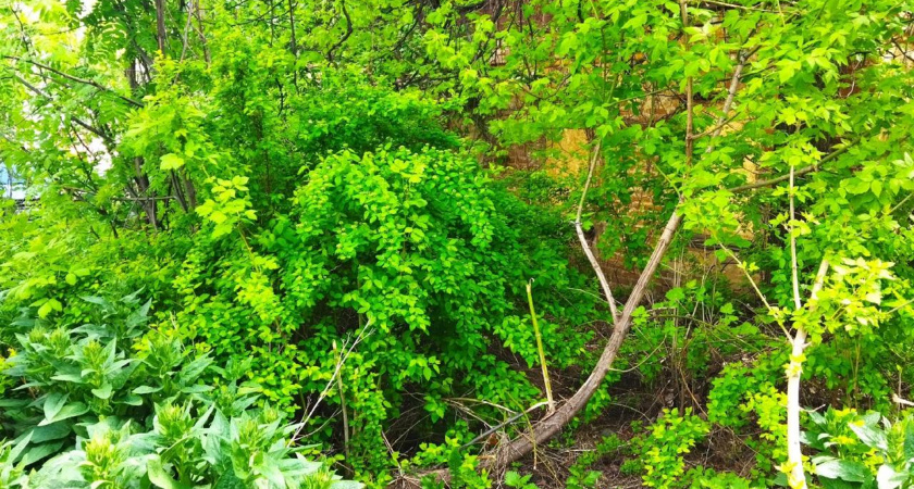 С этим мощным средством от сорняков о прополке забудете надолго: триммер можно выставлять на продажу
