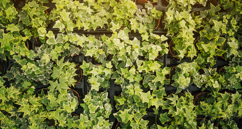 Не вздумайте садить эти растения: захватчики, от которых не избавиться