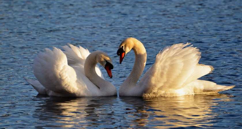 Почему люди не охотятся и не едят лебедей: что не так с этой птицей (дело не в мясе)