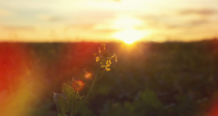 В Тамбове к концу недели резко потеплеет: синоптики обещают до +23 градусов