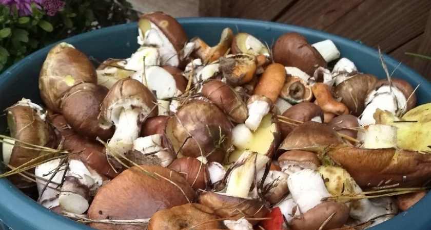 Больше не мучаюсь до ночи, снимая пленку с маслят: соседка подсказала способ — теперь ведро грибов готово за 30 минут