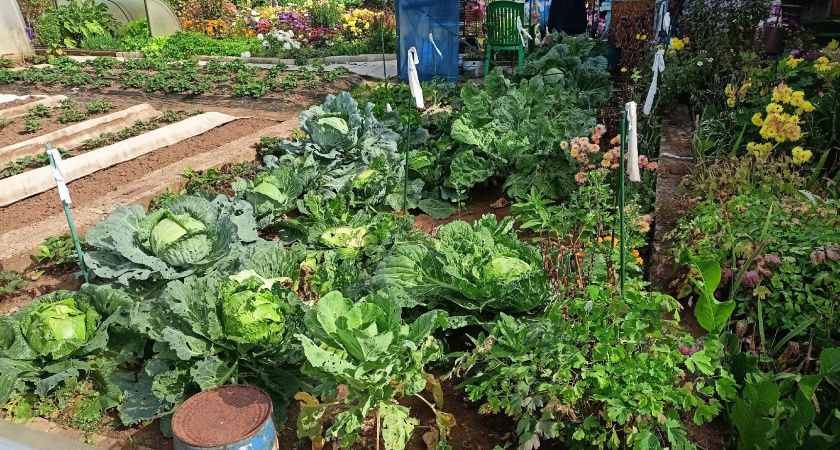 Самые вредные "народные советы" для сада и огорода: приготовьтесь разочаровываться — ответ агронома