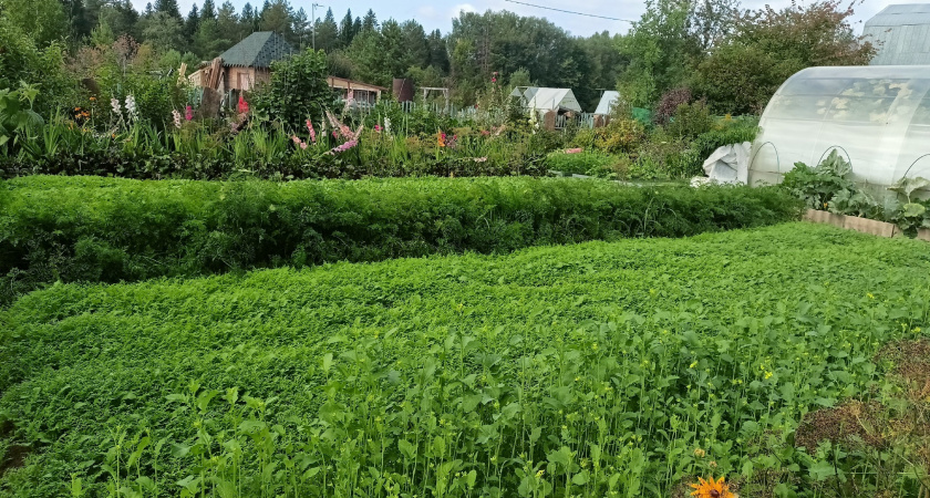 "Три года восстанавливал почву после популярных сидератов": Агроном с 25-летним стажем назвал 3 действительно работающих варианта