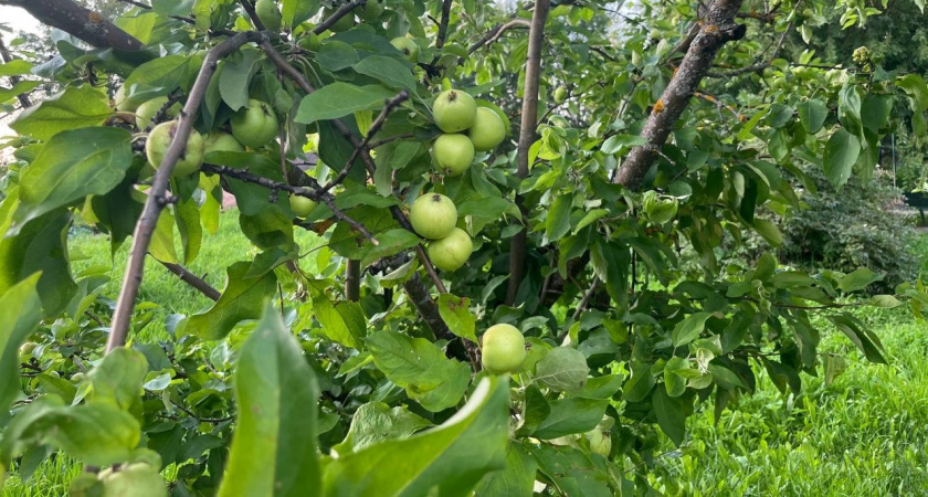 Соседи-убийцы яблони: никогда не сажайте рядом эти кустарники и деревья - рискуете потерять весь урожай