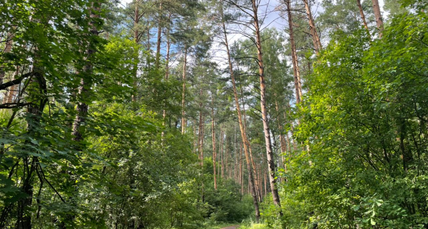В Тамбовской области лесные инспекторы выявили более сотни нарушений за восемь месяцев