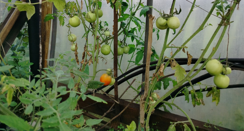 Как восстановить почву в теплице после томатов: рабочий метод "лечения" грунта — и секрет будущего урожая