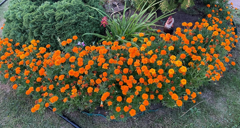 Использую бархатцы как сидерат по совету 78-летнего соседа-агронома. Земля за 2 года улучшилась в разы