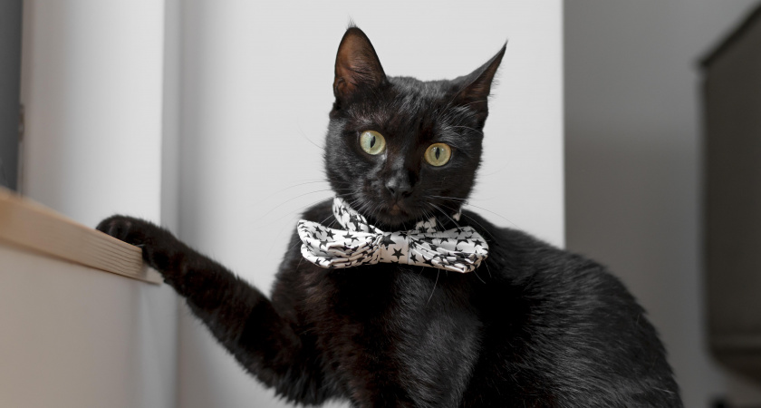 Стоит ли выпускать кошку гулять на улицу: зоопсихолог дал неожиданный ответ