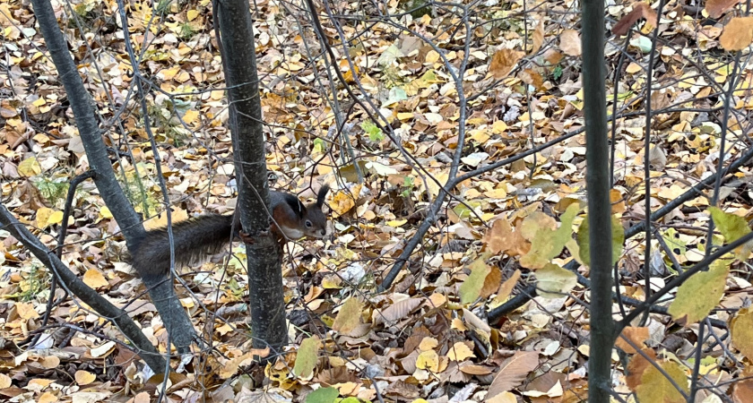 Никогда не сжигаю опавшие листья на даче: превращаю растительный мусор в сокровище для сада — метод ускоренного компостирования