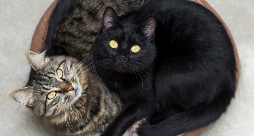 Кошки с этим окрасом притягивают в дом богатство и очищают негативную энергетику