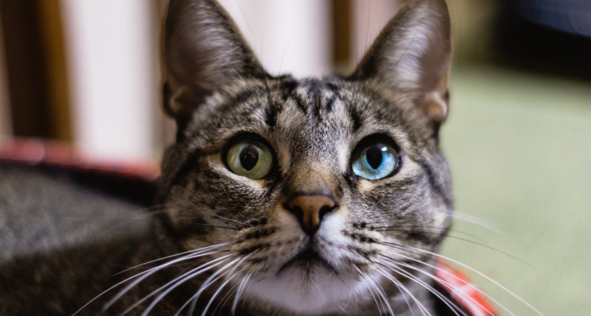 В Тамбове открылся завод по производству влажных кормов для домашних животных