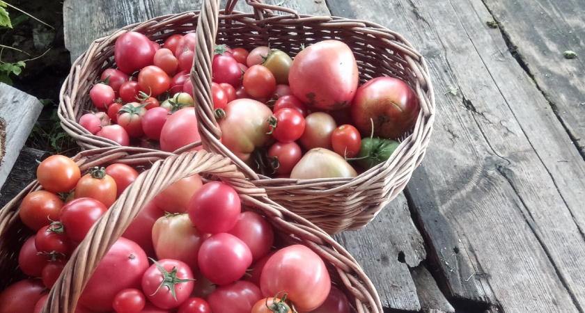У соседки помидоры лежат без пастеризации и заморозки до глубокой осени: узнала ее секреты - делюсь