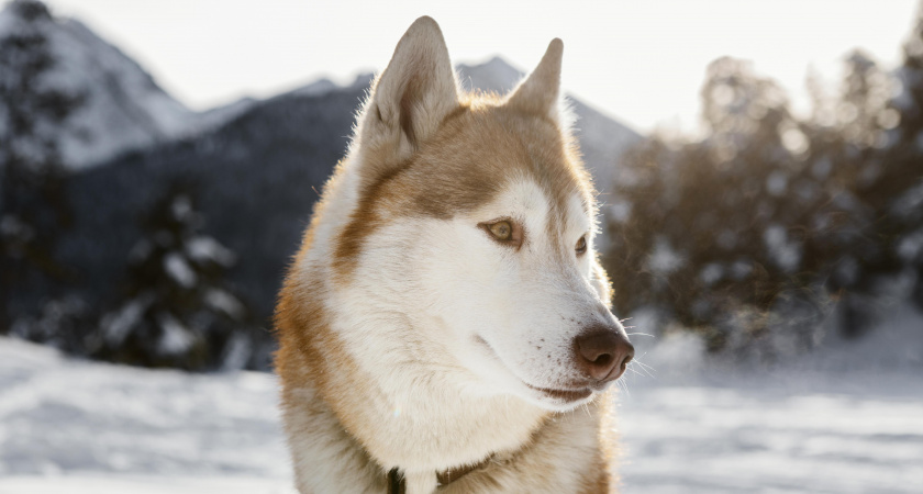 Этих животных ни в коем случае нельзя держать в квартире: 7 запрещённых пород 