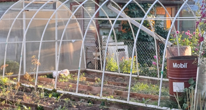 Чем обработать теплицу от фитофторы осенью? Проверенные способы для здорового урожая - и земля будет как хлеб