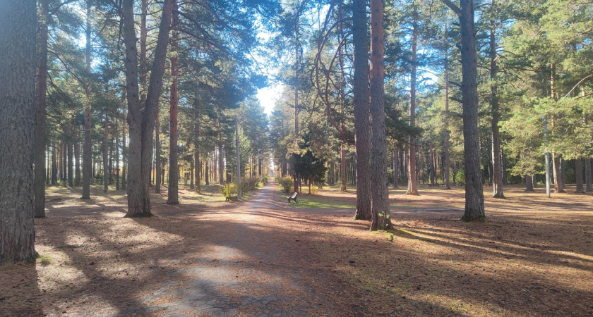 Пенсионера из Тамбовской области посчитали «черным лесорубом»