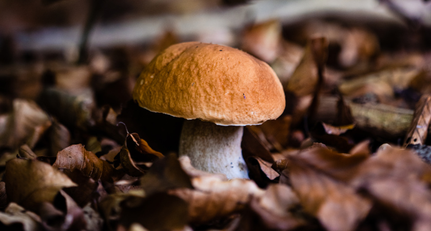 Тамбовским грибникам напомнили правила безопасной «тихой охоты»