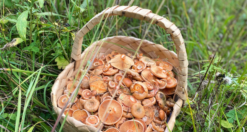 Как солить грибы, чтобы они получались вкусными