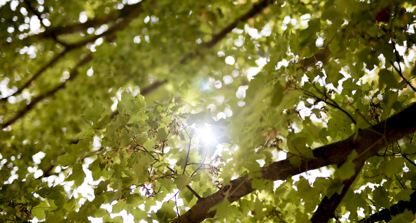 В Тамбове установилась сухая и солнечная погода