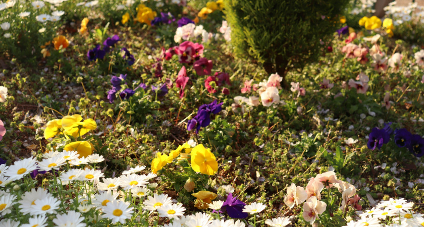 Какие цветы сажать осенью в саду
