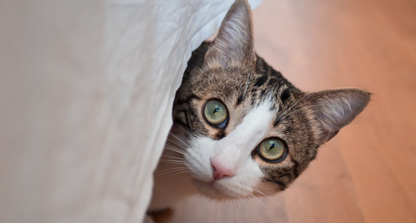 Больше не мучаюсь от запаха кошачьей мочи: знакомая горничная научила, как избавиться от вони всего за 7 минут