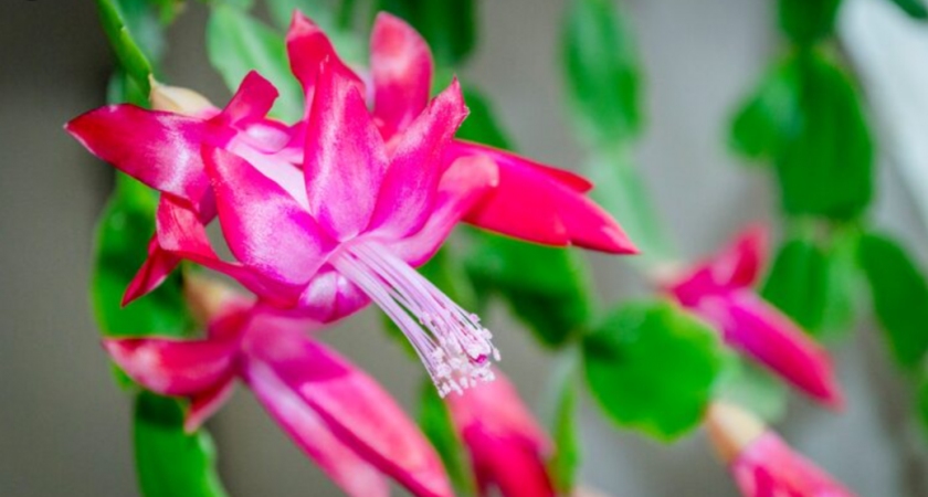 1 ст. л. на 1 л. воды — и декабрист цветет взахлеб круглый год: бутоны лезут наперегонки без остановки