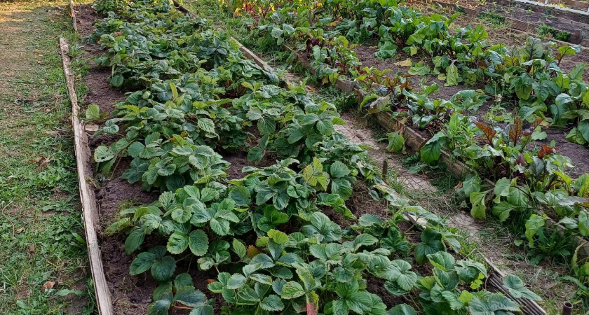 Готовлю клубнику к зиме по методу сибирского агронома. 5 кустов дадут 6-7 кг ягод без подкормок следующим летом