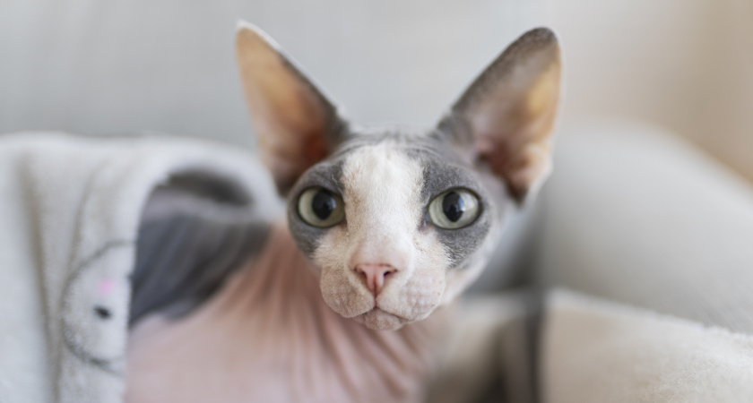 Девушка купила сфинкса на «Авито»: спустя пару месяцев кота было не узнать