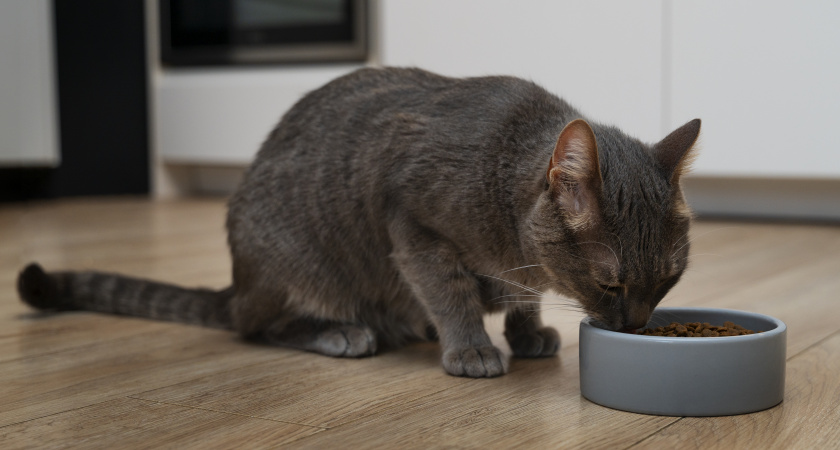 Сплошные химикаты и антибиотики: в Роскачестве назвали худшие корма для кошек - в списке есть элитный бренд