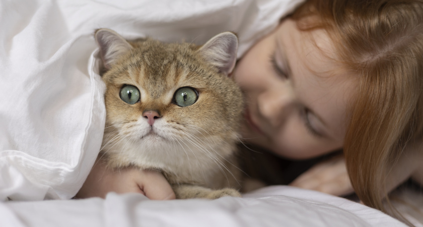 Что делают кошки, пока вы спите: факты, от которых мурашки по коже